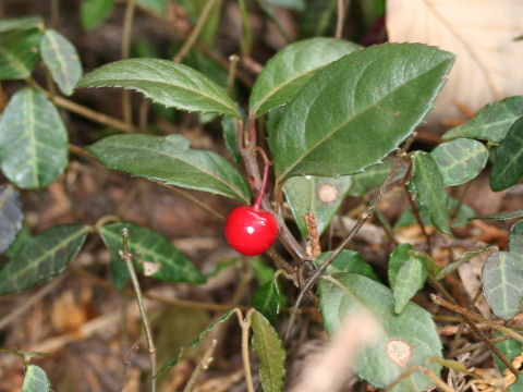 Ardisia japonica