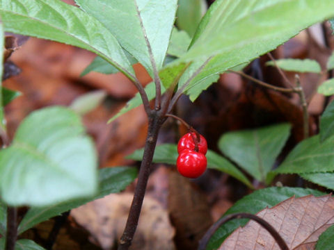 Ardisia japonica