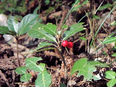 Ardisia japonica