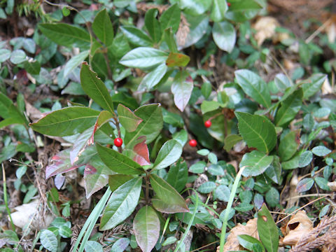 Ardisia japonica