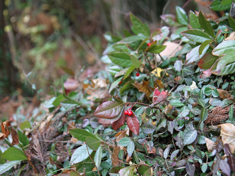 Ardisia japonica