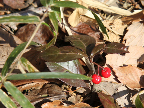 Ardisia japonica