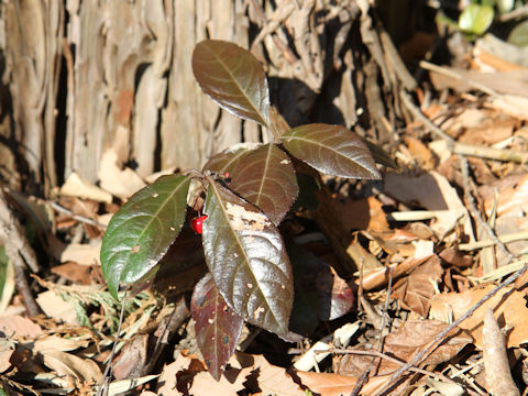 Ardisia japonica