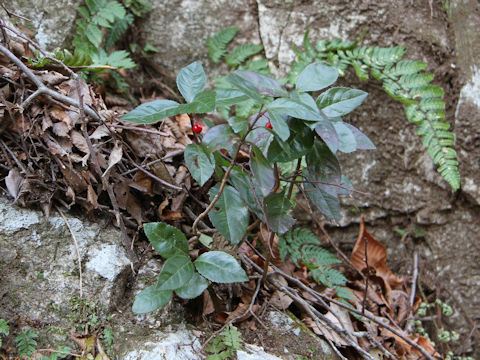 Ardisia japonica