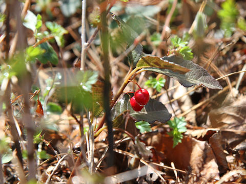 Ardisia japonica