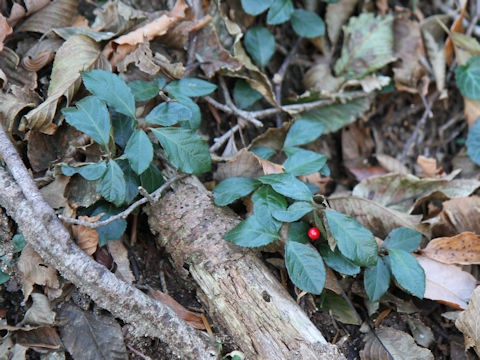 Ardisia japonica