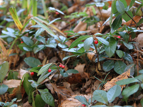 Ardisia japonica