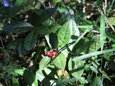 Ardisia japonica