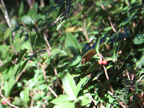 Ardisia japonica