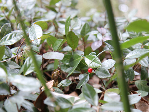 Ardisia japonica