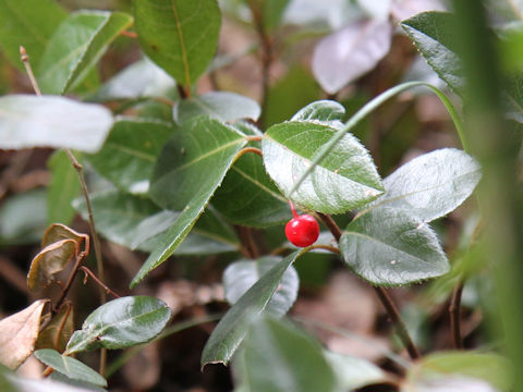 Ardisia japonica