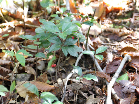 Ardisia japonica