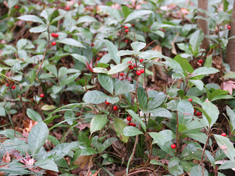 Ardisia japonica