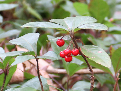 Ardisia japonica