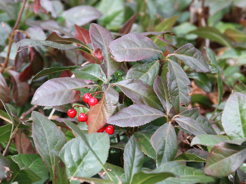 Ardisia japonica