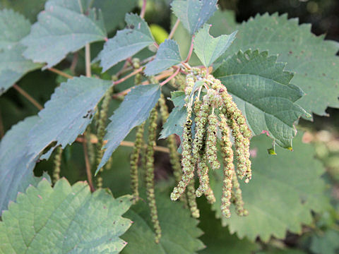 Boehmeria longispica