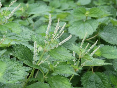 Boehmeria longispica