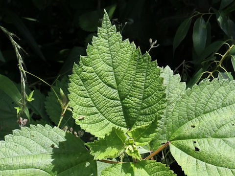 Boehmeria longispica