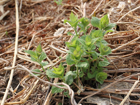 Boehmeria longispica