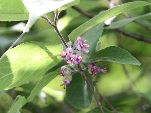 Callicarpa mollis