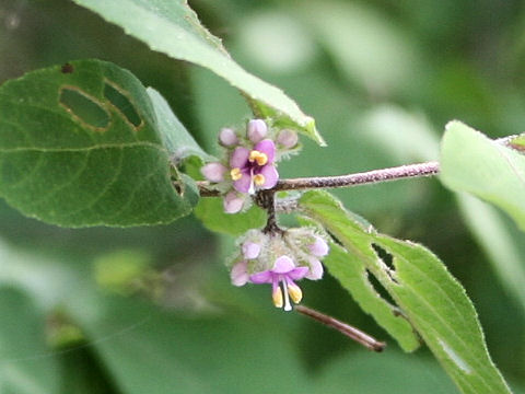 Callicarpa mollis