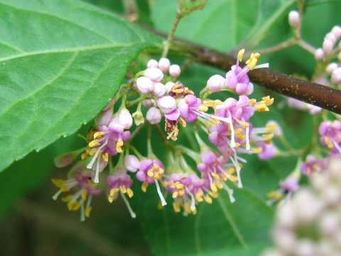 Callicarpa mollis