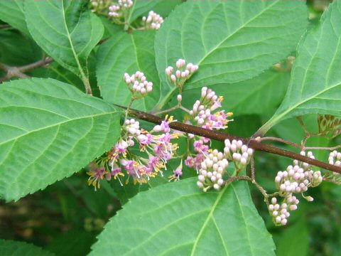 Callicarpa mollis