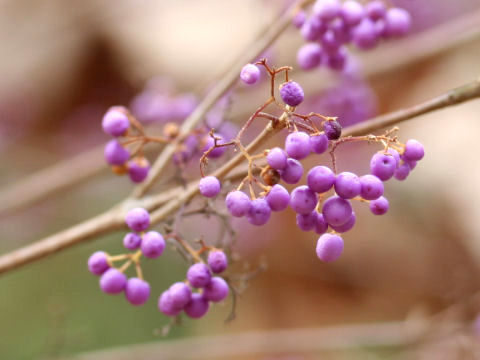 Callicarpa mollis