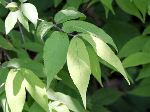 Callicarpa mollis