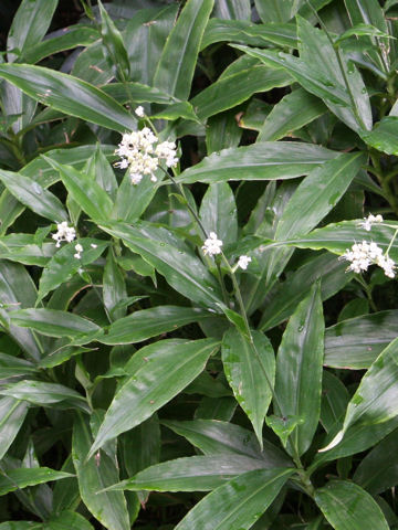 Pollia japonica