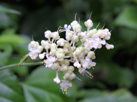 Pollia japonica
