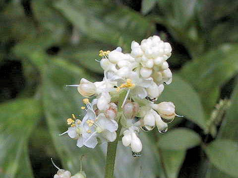 Pollia japonica