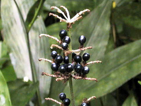 Pollia japonica