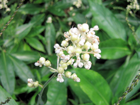 Pollia japonica