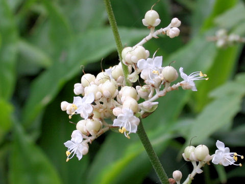 Pollia japonica