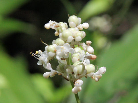 Pollia japonica