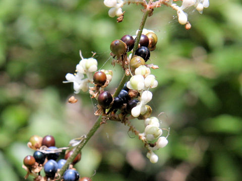 Pollia japonica