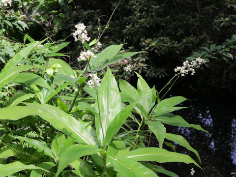 Pollia japonica