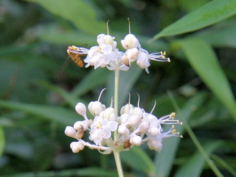 Pollia japonica