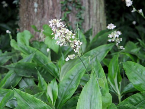 Pollia japonica