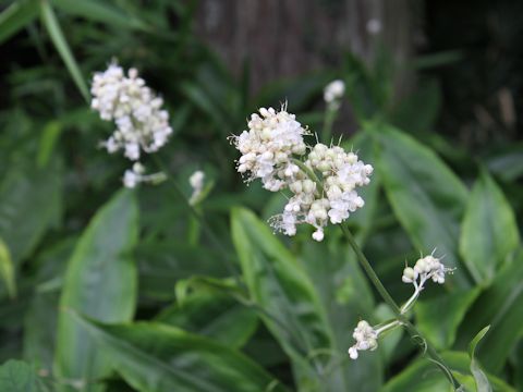 Pollia japonica