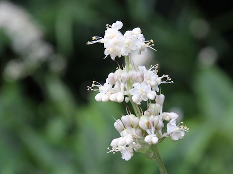 Pollia japonica