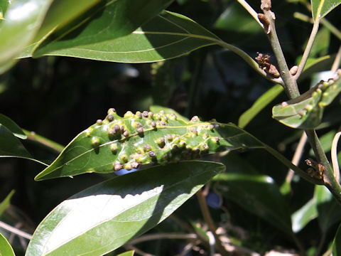 Cinnamomum japonicum