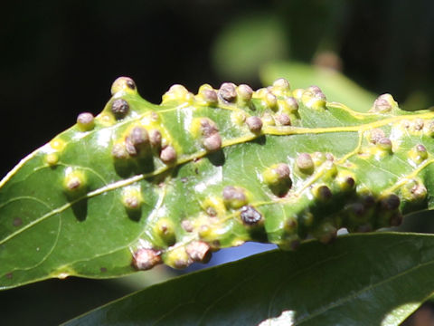 Cinnamomum japonicum