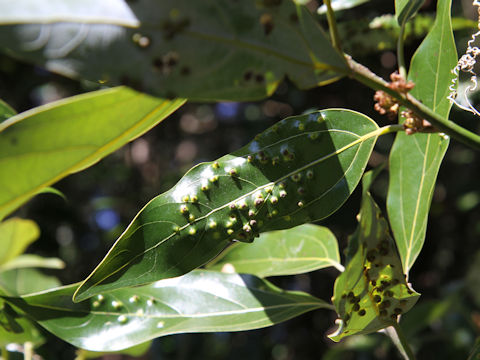 Cinnamomum japonicum