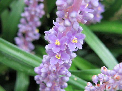 Liriope platyphylla