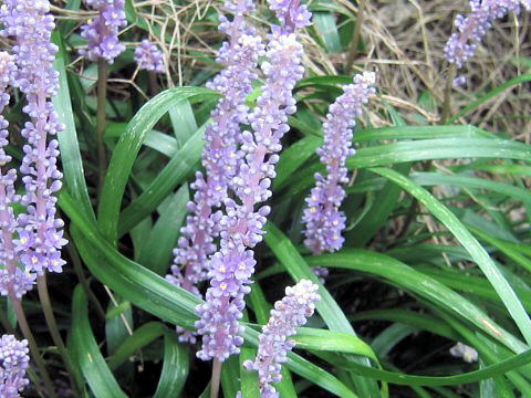 Liriope platyphylla