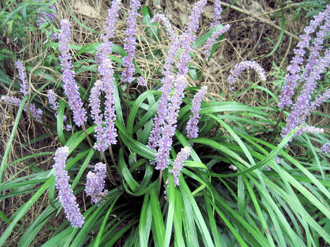 Liriope platyphylla