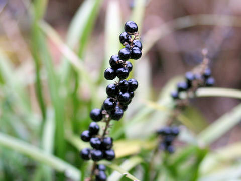 Liriope platyphylla