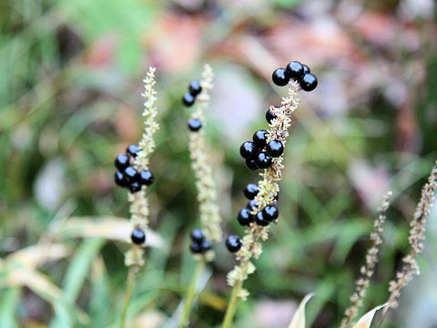 Liriope platyphylla